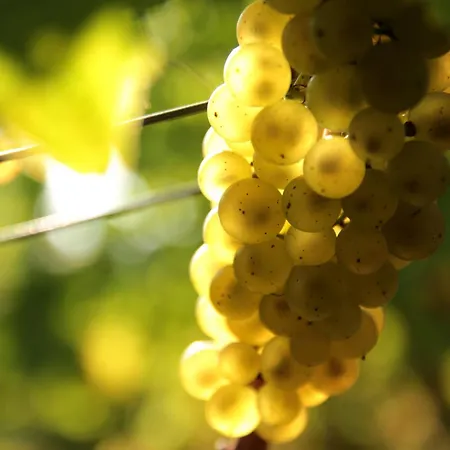 Διαμέρισμα Weingut Martin Schwarz *
