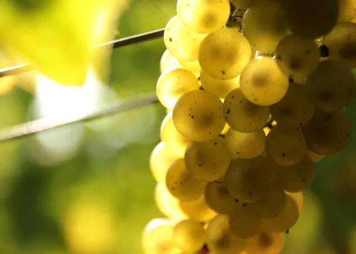 Apartment Weingut Martin Schwarz *